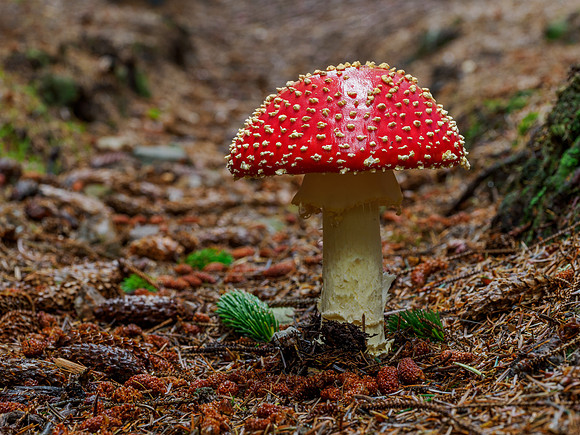 Woodland Wonder