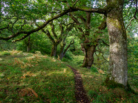 20221006-Balmacaan Wood-EM121951