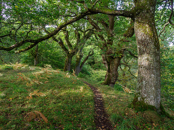 20221006-Balmacaan Wood-EM121951