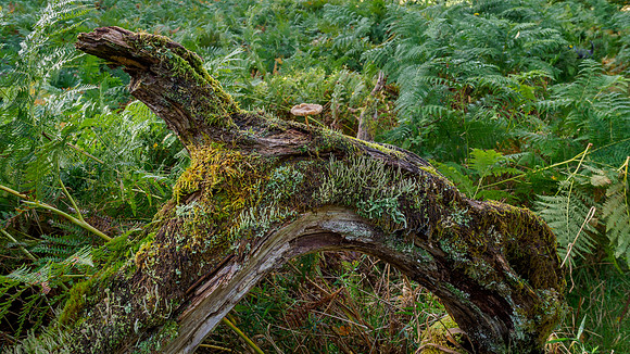 20221006-Balmacaan Wood-EM121956