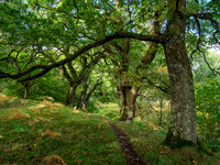 Oak Framed