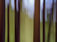 ICM