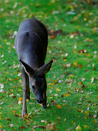 Deer Disturbance
