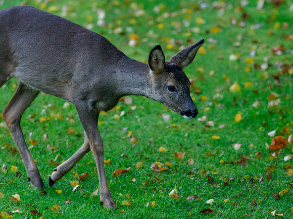 Deer Disturbance