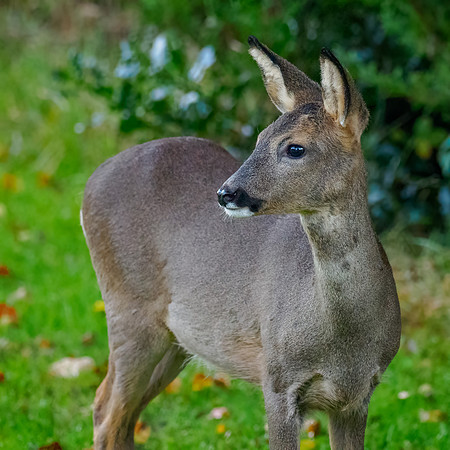 Deer Disturbance