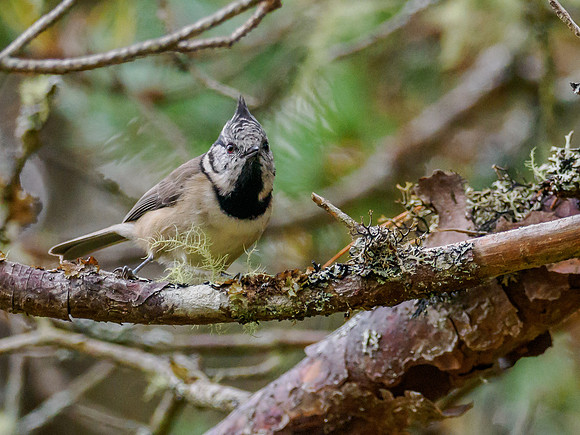 Crested Tit (Lophophanes cristatus)