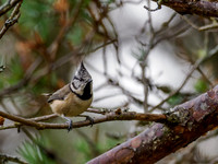 Crested Tit (Lophophanes cristatus)