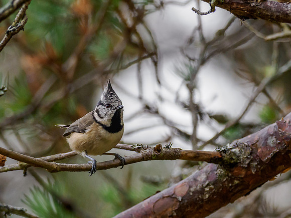 Crested Tit (Lophophanes cristatus)