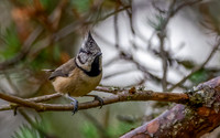 Crested Tit (Lophophanes cristatus)