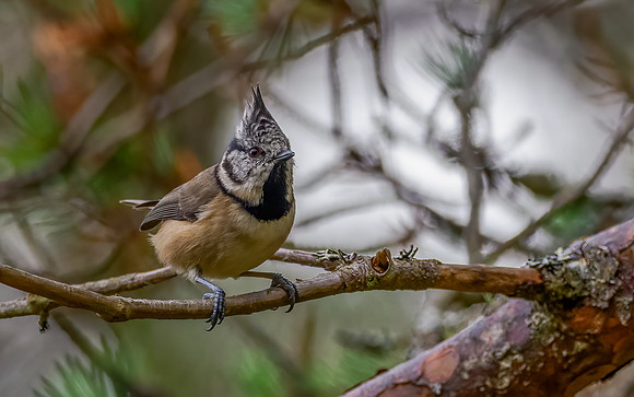 Crested Tit (Lophophanes cristatus)