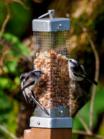 Long Tailed Tits (Aegithalos caudatus)