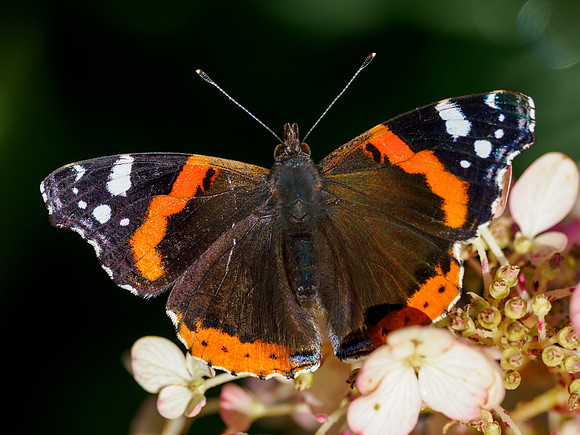 Autumnal Admiral