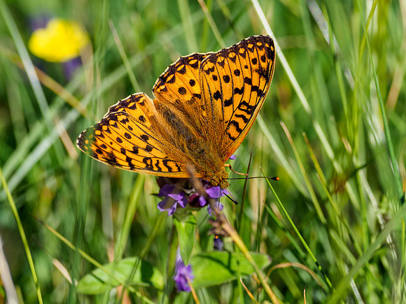 Dark Green Fritillary (Speyeria aglaja)