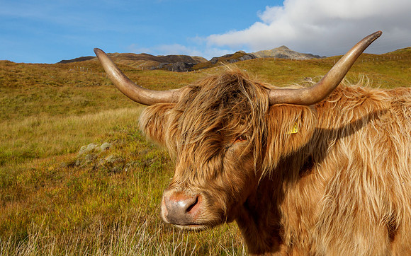 Heilan Coo