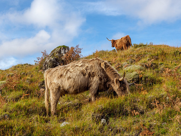Heilan Coo