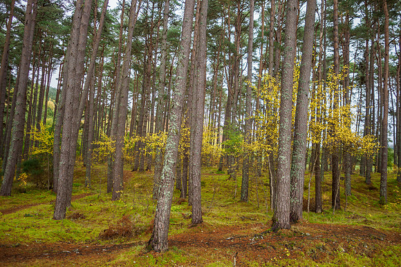 Prevailing Wind