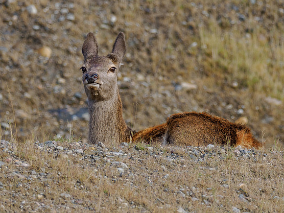 Brave Red Deer