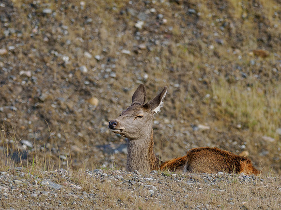 Brave Red Deer