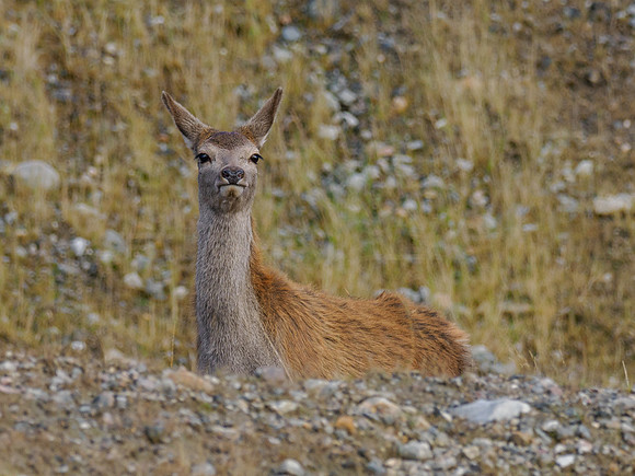 Brave Red Deer