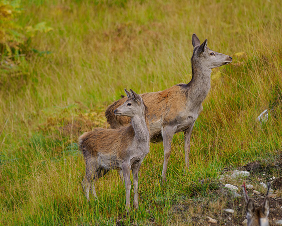 Brave Red Deer