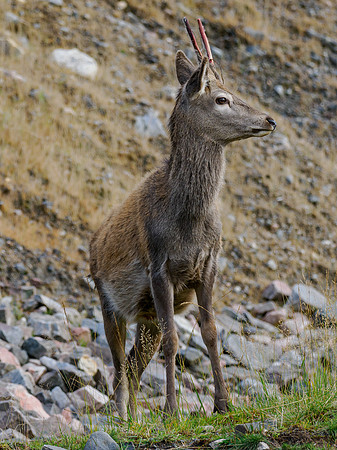 Brave Red Deer