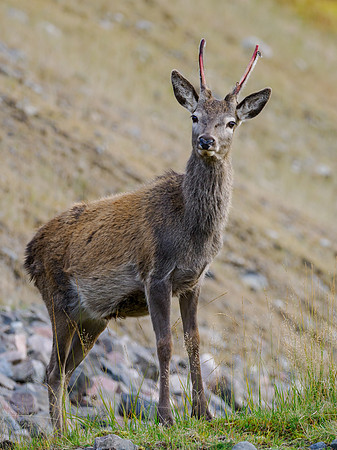 Brave Red Deer