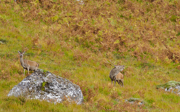 20221019-Red Deer-OM014744