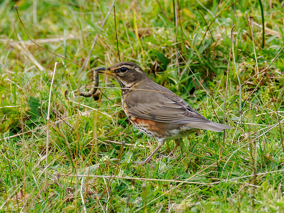 Redwing With Lunch