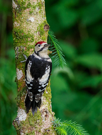 Juvenile Great Spotted Woodpecker