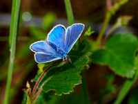 Common Blue Butterfly (Polyommatus icarus)