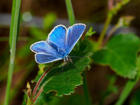 Common Blue Butterfly (Polyommatus icarus)