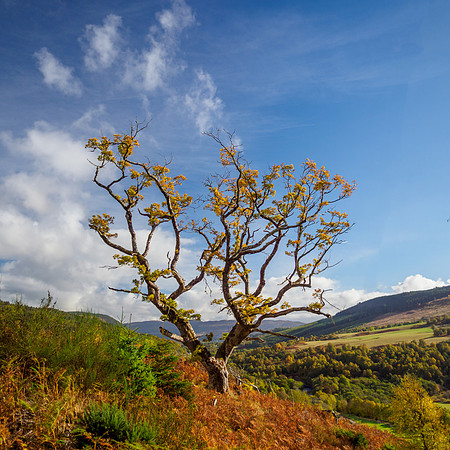 Old Oak Tree