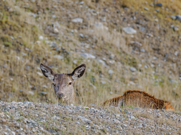 Brave Red Deer