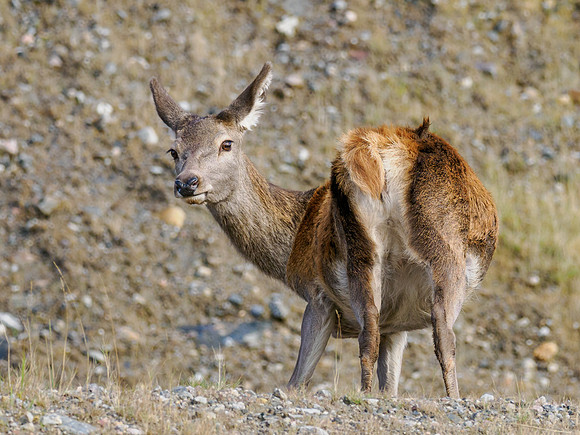 Brave Red Deer