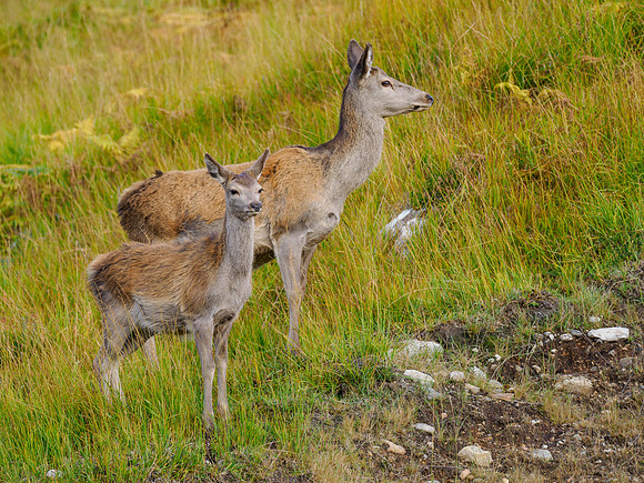 Brave Red Deer