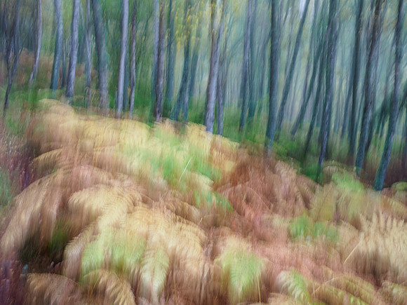 ICM