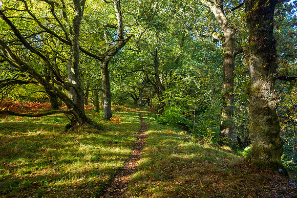 Balmacaan Wood