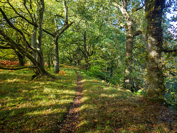 Balmacaan Wood