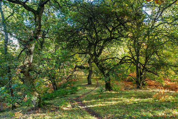 Balmacaan Wood