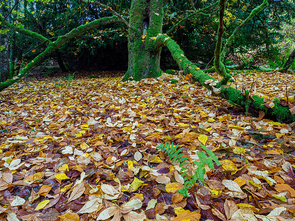 Balmacaan Wood