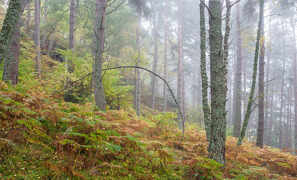Balmacaan Wood