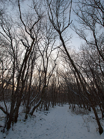 20111217-Urquhart Bay Wood-QC175543