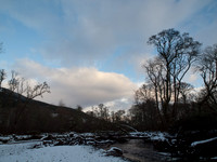 Fallen Trees