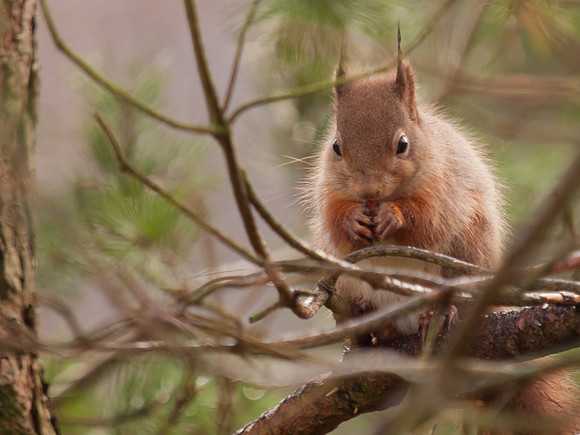 20111211-Cairngorms-QC115426