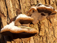 Fungi, Snow and Sunshine