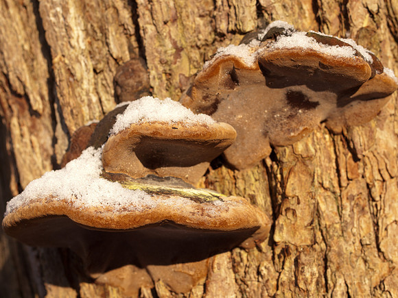 Fungi, Snow and Sunshine
