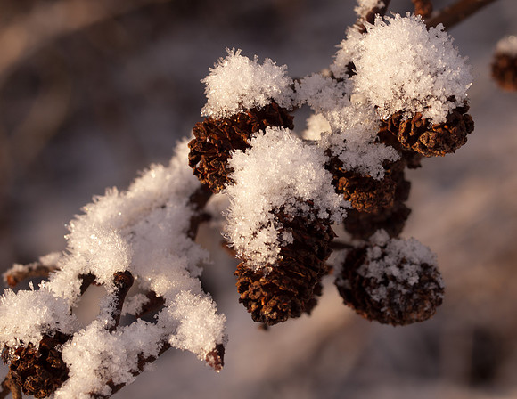Seed Heads in the Snow