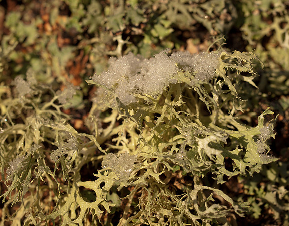 Lichen, Snow and Sunshine