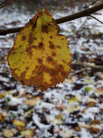 Last Leaf