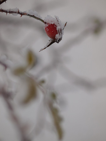 Wild Rosehip in the Snow